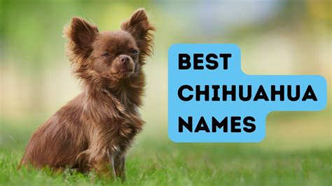 180 Best Chihuahua Names for Your New Fur Baby!