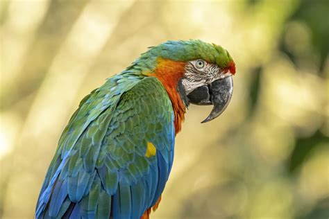 Harlequin Macaw: Full Profile, Lifespan, Care, and More - Animascorp