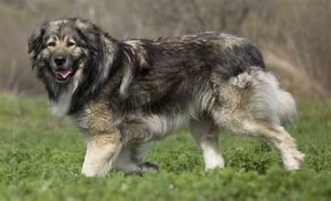 Carpathian Shepherd Dog: Temperament, Cost, Lifespan