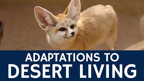 How are Fennec Foxes Adapted to Living in the Desert? - YouTube