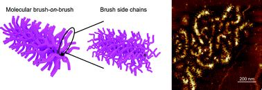 Synthesis and visualization of molecular brush-on-brush based ...