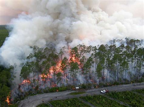 Okefenokee Swamp's 6-month fire burns land, funds - SFGate