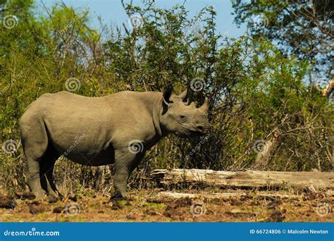 Black Rhino Calf stock photo. Image of battle, poaching - 66724806