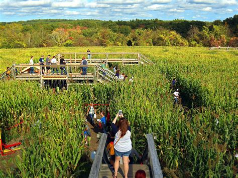 Mega Maze - Davis Mega Farm Festival has the greatest corn maze