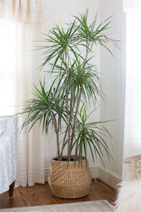 Dracaena Plant Care - How to Grow Dracaena Plants | Apartment Therapy