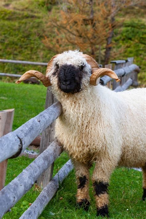 These Adorable Swiss Sheep Makes Wonderful Pets