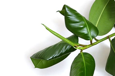 Rubber Plant Leaves Curling? 9 Causes & Easy Fix! » Simplify Plants