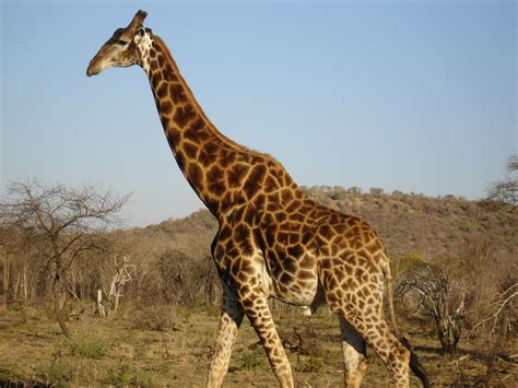 south african giraffe - Google Search | Non Bovids | Pinterest | African giraffe