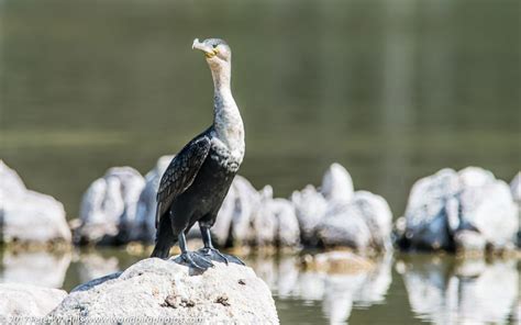 Cormorant White-Breasted (Phalacrocorax lucidus) breeding - Cape West South Africa - World Bird ...