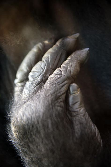 Hands of a gorilla Photograph by Destiny Storm | Pixels