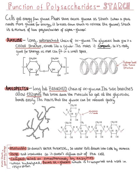 Amylose Is a Form of Starch Which Has