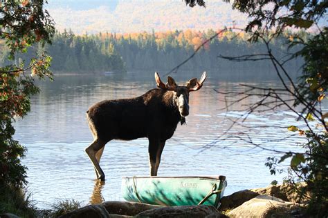 Moosehead Lake Rafting and Stay Packages – Lodging Adventure Maine Vacations | Wildlife tour ...