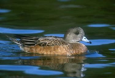 American Wigeon - Photos, facts, and identification tips