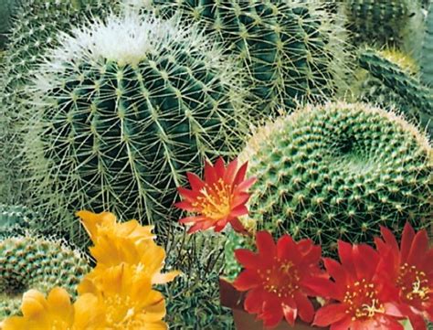 Benih Cactus Flowers of The Desert 3 Biji – Non Retail - BibitBunga.com