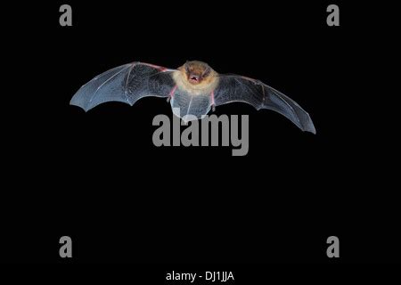 Soprano Pipistrelle Bat, Pipistrellus pygmaeus. In flight with open ...