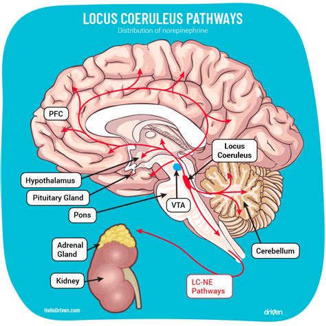 3 Ways To Regulate Norepinephrine - Driven