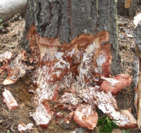 Armillaria Root Rot - The Daily Garden