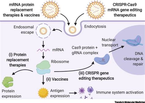 Using lipid nanoparticles for cancer treatment - Immunopaedia