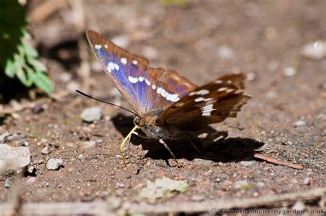 Purple Emperor Butterfly | Urban Butterfly Garden