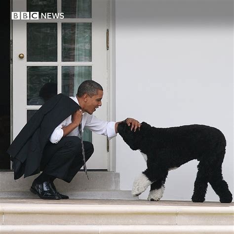 The Family Of Barack Obama Pay Tribute To Their Pet And Former First Dog, Bo - Foreign Affairs ...