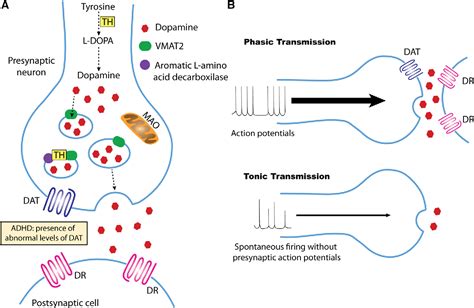 Dopamine: Functions, Signaling, and Association with Neurological ...