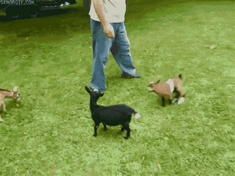 16 Very Funny Goat Gifs - Dose of Funny