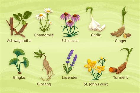 10 herbes médicinales aux bienfaits médicinaux