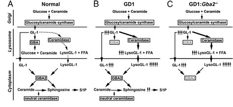 Figure 1 from Glucocerebrosidase 2 gene deletion rescues type 1 Gaucher disease | Semantic Scholar