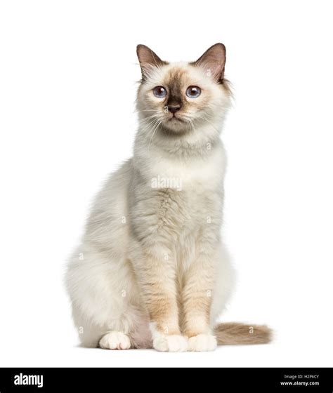 Front view of a Birman cat sitting isolated on white Stock Photo - Alamy