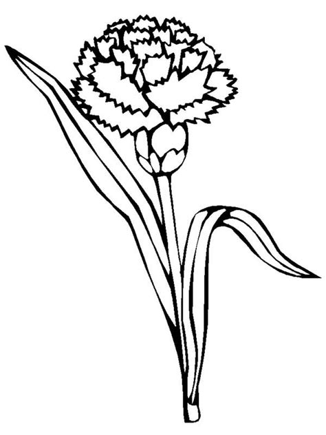 The best free Carnation drawing images. Download from 336 free drawings ...