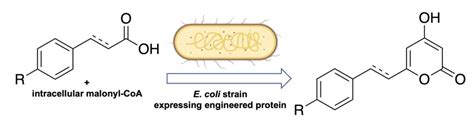 Enzyme Chemistry on Twitter: "Reshaping the 2-Pyrone Synthase Active ...