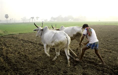 Ancient Indian Tradition of Agriculture and Food Sharing | IndiaFactsIndiaFacts