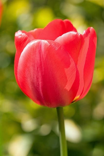 Tulp Bloem Red · Gratis foto op Pixabay