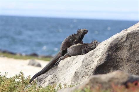 Premium Photo | Galapagos marine iguana