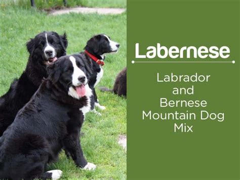 Labernese: Facts About Bernese Mountain Dog Lab Mix (Gentle Giants!)