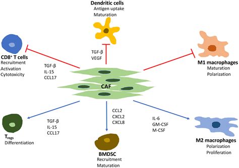 Current perspectives of cancer-associated fibroblast in therapeutic ...