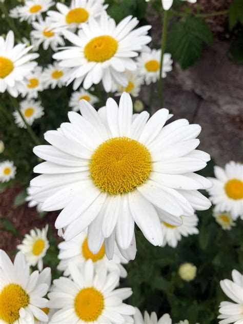 Shasta Daisy 'Becky' | A Tree Garden