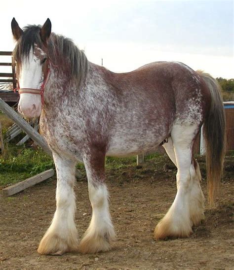 clydesdale horse for sale scotland - Widely Cyberzine Picture Galleries