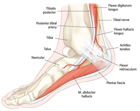 Tarsal Tunnel Release | Musculoskeletal Key