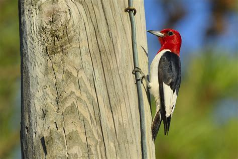 Maryland Biodiversity Project - Red-headed Woodpecker (Melanerpes ...