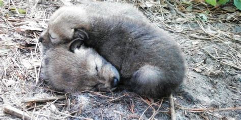 Say Hello To The Adorable Rare Red Wolf Pups Born This Spring | HuffPost