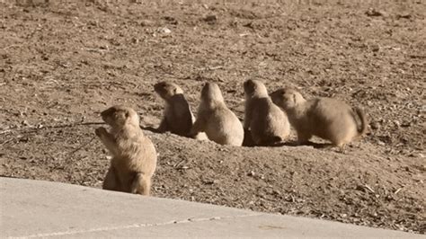 Prairie Dog GIF - Find & Share on GIPHY