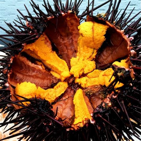 Uni ??? Bulu Babi (Sea Urchin) | Japanese Bizarre Food