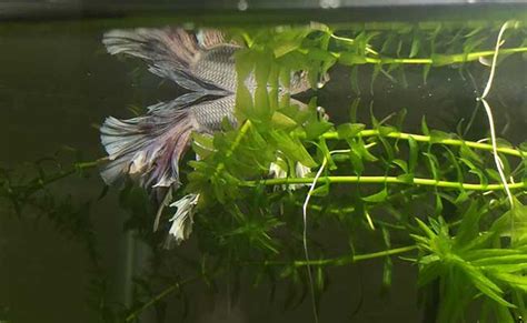 Does your betta fish sleep? How to catch your Betta snoozing