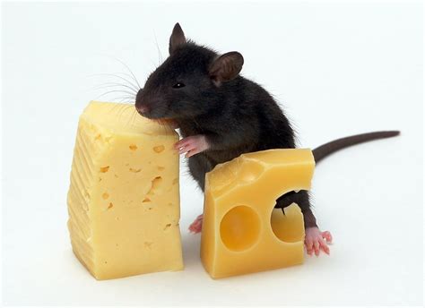 Mouse and Cheese - Priceless Pic