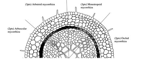 SOLVED: Arbutoid mycorrhiza Monotropoid mycorrhiza Arbuscular mycorrhiza Orchid mycorrhiza