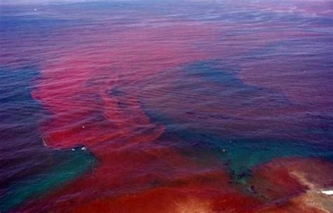 Florida red-tide bloom biggest since 2006 -- Earth Changes -- Sott.net