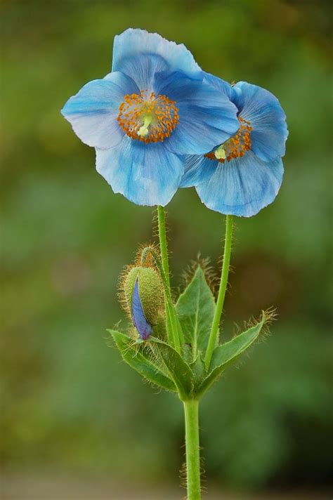 Flower Photos: Himalayan blue poppy flower