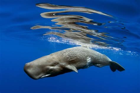 Azores, nueve isletas desbordantes de naturaleza perfectas para ...