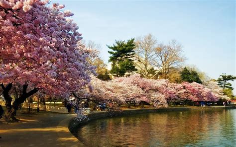 Washington DC Cherry Blossom Wallpaper - WallpaperSafari